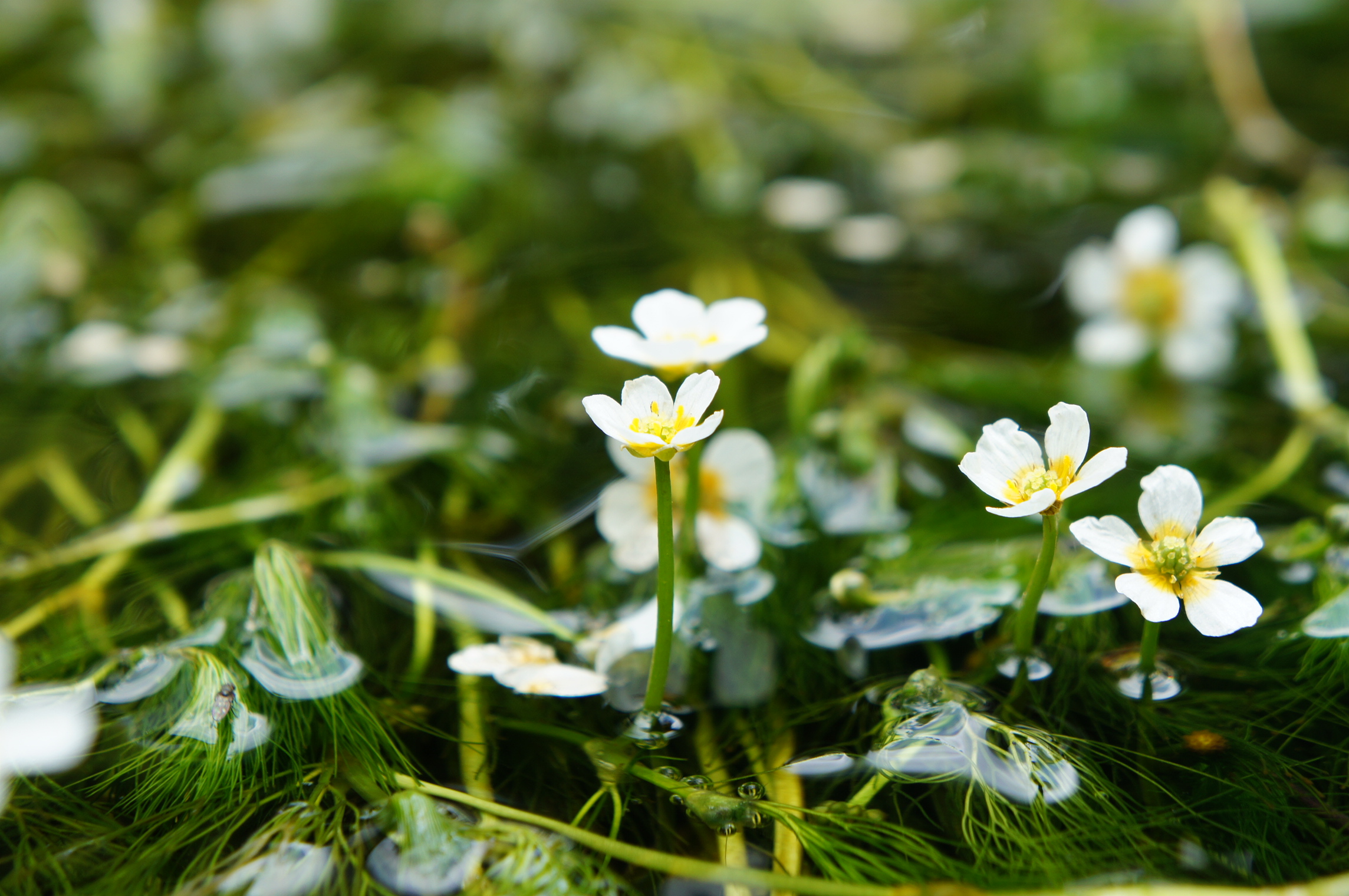 水面に咲く梅花藻の花